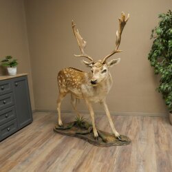 Damhirsch Hirsch Ganzpräparat stehend Höhe 145 cm präpariert Tierpräparat