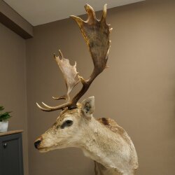 Damhirsch Hirsch Ganzpräparat stehend Höhe 145 cm präpariert Tierpräparat