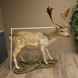 Damhirsch Hirsch Ganzpräparat stehend Höhe 145 cm präpariert Tierpräparat
