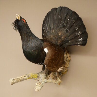 Espécimen completo de urogallo, disecado, altura 79 cm, con autorización para la venta 90.1.21