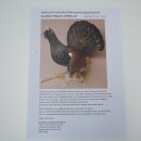 Espécimen completo de urogallo, disecado, altura 79 cm, con autorización para la venta 90.1.21