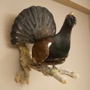 Espécimen completo de urogallo, disecado, altura 79 cm, con autorización para la venta 90.1.21