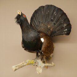 Espécimen completo de urogallo, disecado, altura 79 cm, con autorización para la venta 90.1.21
