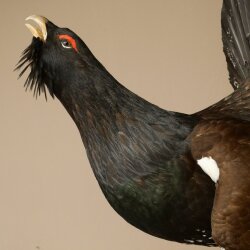 Espécimen completo de urogallo, disecado, altura 79 cm, con autorización para la venta 90.1.21