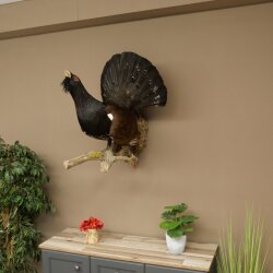 Espécimen completo de urogallo, disecado, altura 79 cm, con autorización para la venta 90.1.21