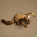Marder Steinmarder Präparat Deko Höhe 27 cm Tierpräparat 89.5.249