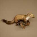 Marder Steinmarder Präparat Deko Höhe 27 cm Tierpräparat 89.5.249