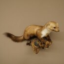 Marder Steinmarder Präparat Deko Höhe 27 cm Tierpräparat 89.5.249