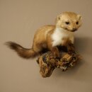 Marder Steinmarder Präparat Deko Höhe 27 cm Tierpräparat 89.5.249