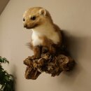 Marder Steinmarder Präparat Deko Höhe 27 cm Tierpräparat 89.5.249