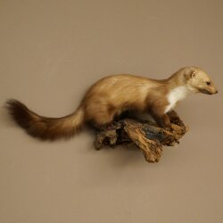 Marder Steinmarder Präparat Deko Höhe 27 cm Tierpräparat 89.5.249