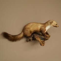 Marder Steinmarder Präparat Deko Höhe 27 cm Tierpräparat 89.5.249