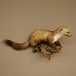 Marder Steinmarder Präparat Deko Höhe 27 cm Tierpräparat 89.5.249