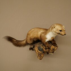 Marder Steinmarder Präparat Deko Höhe 27 cm Tierpräparat 89.5.249