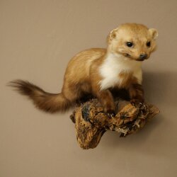 Marder Steinmarder Präparat Deko Höhe 27 cm Tierpräparat 89.5.249