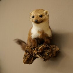 Marder Steinmarder Präparat Deko Höhe 27 cm Tierpräparat 89.5.249