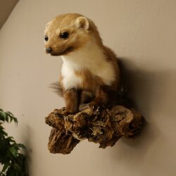Marder Steinmarder Präparat Deko Höhe 27 cm Tierpräparat 89.5.249