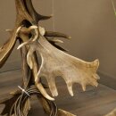 Lampada da terra composta da 6 corna di daino, a 1 luce, con corna di daino, asta, lampada, paralume