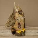 Wolpertinger Wolpi groß Bisam Präparat...
