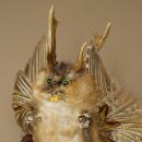 Wolpertinger «Wolpi» grande, disecado de rata almizclera, ojos verdes, con alas, cuernos, bastón y linterna. Altura: 38 cm. Criatura mítica. Regalo divertido. 86.14.14