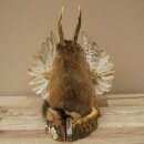 Wolpertinger Wolpi Bisam Präparat mit Stock Rehgeweih lila Augen Fabelwesen 86.4.139