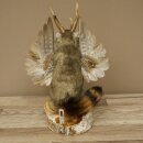 Wolpertinger Murmel Präparat Plüsch Fabelwesen mit Flügel Bart Geweih Wolpi 86.16.53