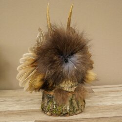 Wolpertinger, «Pequeño Wolpi», espécimen disecado, ojos morados, alas, cuernos de ciervo, 86.2.133
