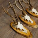 3-Piece Set of Roe Deer Antlers on Birch Wood Signs: Roe Deer, Roe Deer Buck, Antlers 22.1418