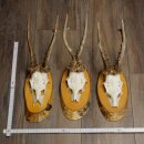 Rehgeweihe 3 Stück Rehböcke auf Birke Schilder...
