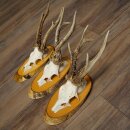 3-Piece Set of Roe Deer Antlers on Birch Wood Signs: Roe Deer, Roe Deer Buck, Antlers 22.1418