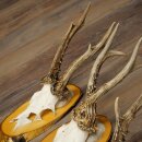 3-Piece Set of Roe Deer Antlers on Birch Wood Signs: Roe Deer, Roe Deer Buck, Antlers 22.1418