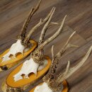 3-Piece Set of Roe Deer Antlers on Birch Wood Signs: Roe Deer, Roe Deer Buck, Antlers 22.1418