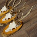 3-Piece Set of Roe Deer Antlers on Birch Wood Signs: Roe Deer, Roe Deer Buck, Antlers 22.1418