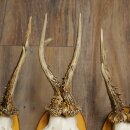 3-Piece Set of Roe Deer Antlers on Birch Wood Signs: Roe Deer, Roe Deer Buck, Antlers 22.1418