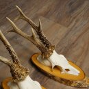 3-Piece Set of Roe Deer Antlers on Birch Wood Signs: Roe Deer, Roe Deer Buck, Antlers 22.1418