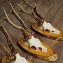 3-Piece Set of Roe Deer Antlers on Birch Wood Signs: Roe Deer, Roe Deer Buck, Antlers 22.1418