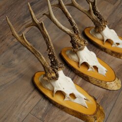 3-Piece Set of Roe Deer Antlers on Birch Wood Signs: Roe Deer, Roe Deer Buck, Antlers 22.1418