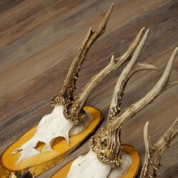 3-Piece Set of Roe Deer Antlers on Birch Wood Signs: Roe Deer, Roe Deer Buck, Antlers 22.1418