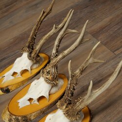 3-Piece Set of Roe Deer Antlers on Birch Wood Signs: Roe Deer, Roe Deer Buck, Antlers 22.1418
