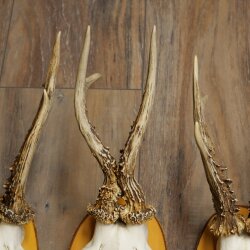 3-Piece Set of Roe Deer Antlers on Birch Wood Signs: Roe Deer, Roe Deer Buck, Antlers 22.1418