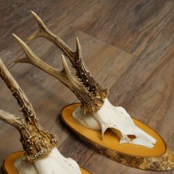 3-Piece Set of Roe Deer Antlers on Birch Wood Signs: Roe Deer, Roe Deer Buck, Antlers 22.1418