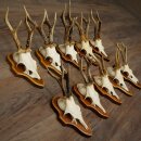 10 Roe Deer Antlers, Male Roe Deer on Trophy Plates, Roe...