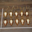 10 Roe Deer Antlers, Male Roe Deer on Trophy Plates, Roe...