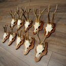 10 Roe Deer Antlers, Male Roe Deer on Trophy Plates, Roe Deer, Male Roe Deer Antlers 22.1421