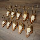 10 Roe Deer Antlers, Male Roe Deer on Trophy Plates, Roe Deer, Male Roe Deer Antlers 22.1421
