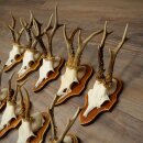 10 Roe Deer Antlers, Male Roe Deer on Trophy Plates, Roe Deer, Male Roe Deer Antlers 22.1421