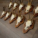 10 Roe Deer Antlers, Male Roe Deer on Trophy Plates, Roe Deer, Male Roe Deer Antlers 22.1421