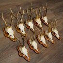 10 Roe Deer Antlers, Male Roe Deer on Trophy Plates, Roe Deer, Male Roe Deer Antlers 22.1421