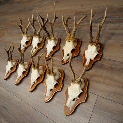 10 Roe Deer Antlers, Male Roe Deer on Trophy Plates, Roe Deer, Male Roe Deer Antlers 22.1421