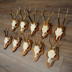 10 Roe Deer Antlers, Male Roe Deer on Trophy Plates, Roe Deer, Male Roe Deer Antlers 22.1421